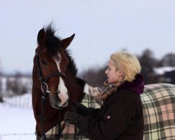 jumper Sue Sofie (German Riding Pony, 2006, from Montego N)