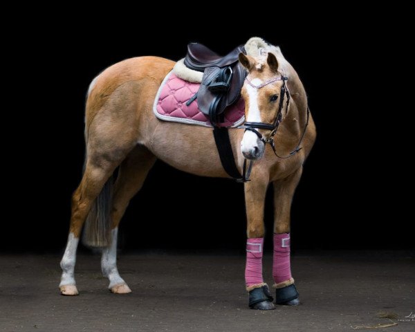 broodmare Mausi Zbk (German Riding Pony, 2014, from FS Don't Worry)