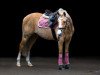 broodmare Mausi Zbk (German Riding Pony, 2014, from FS Don't Worry)