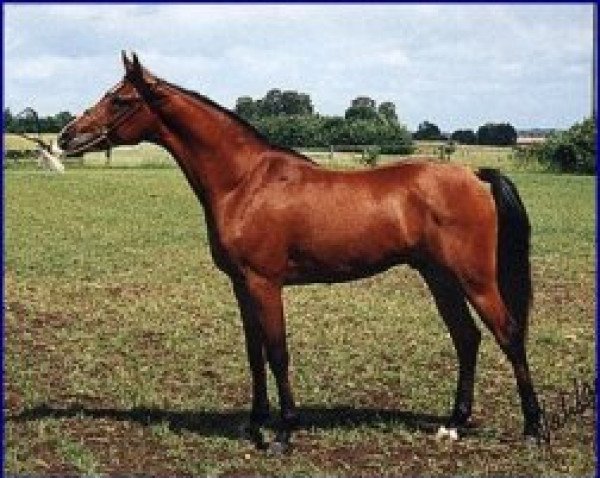 Pferd Prince Elhamy ox (Vollblutaraber, 1988, von Prince Egypt US ox)