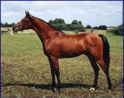 horse Prince Elhamy ox (Arabian thoroughbred, 1988, from Prince Egypt US ox)