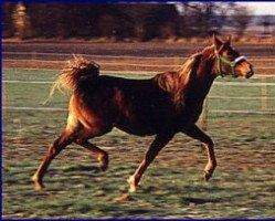 broodmare Marhaba ox (Arabian thoroughbred, 1987, from Ramses ox)