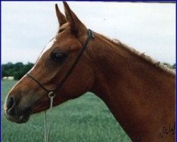 horse Minyaa ox (Arabian thoroughbred, 1992, from Prince Egypt US ox)