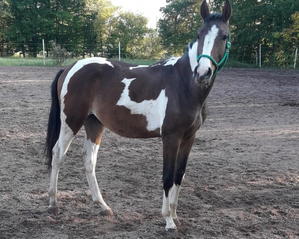 horse Rub Nominator (German Warmblood, 2020, from Nebrasco)