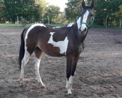 Pferd Rub Nominator (Deutsches Reitpferd, 2020, von Nebrasco)