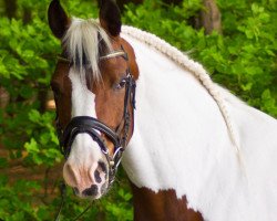 Pferd BS Fantomas (Arabisches Halbblut / Partbred, 1997, von Nerath)