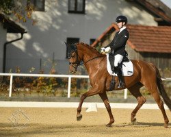 dressage horse Kyronia (KWPN (Royal Dutch Sporthorse), 2015, from Expression)