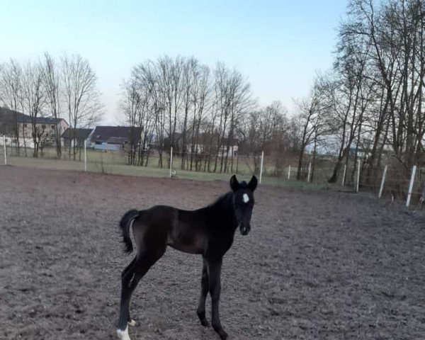 jumper Rub Lady Cora (German Warmblood, 2022, from Cnaller VEC)