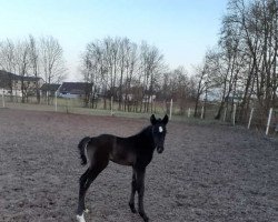 Springpferd Rub Lady Cora (Deutsches Reitpferd, 2022, von Cnaller VEC)