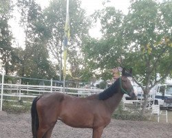 horse Rub Nobody (German Warmblood, 2020, from Nebrasco)