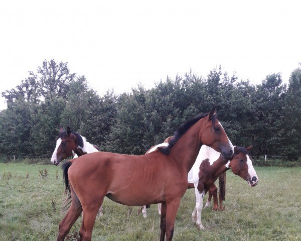 broodmare Rub Quiet Nebrasca (German Warmblood, 2018, from Nebrasco)