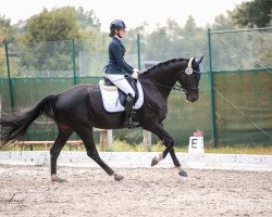 dressage horse High Fashion 5 (Hanoverian, 2014, from Heinrich Heine)