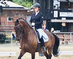 dressage horse Amando's Hope (Westphalian, 2015, from All At Once)