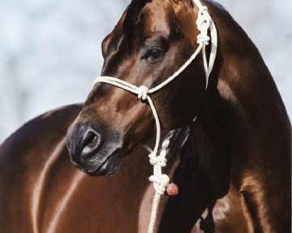 Deckhengst Gallo Del Cielo (Quarter Horse, 1989, von Peppy San Badger)