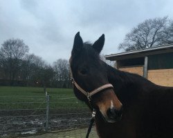 Zuchtstute For-Classic (Hessisches Warmblut, 2000, von Fulminant)