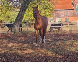 jumper It is a Dream (KWPN (Royal Dutch Sporthorse), 2013, from Desperado)