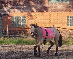 horse Ashanti (German Riding Pony, 2013, from Acapulco)