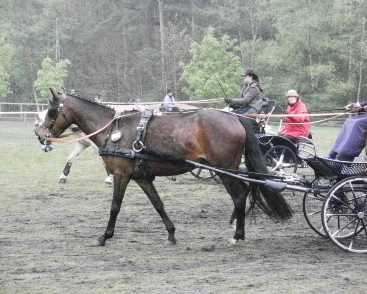 Pferd Monanee W (Deutsches Reitpony, 2006, von Mandingo)
