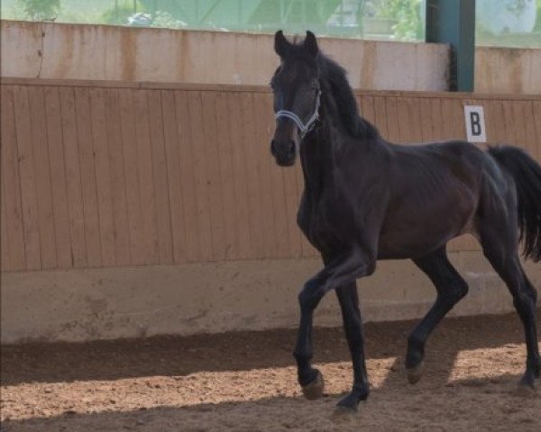 Dressurpferd San Marino (Oldenburger, 2019, von Blue Hors St. Schufro)