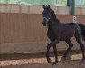 dressage horse San Marino (Oldenburg, 2019, from Blue Hors St. Schufro)