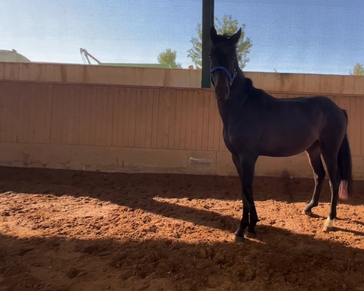 dressage horse Gitano (Oldenburg, 2020, from Gouvernant VDL)