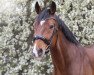 dressage horse Simon white Cloud (Oldenburg, 2011, from Stedinger)