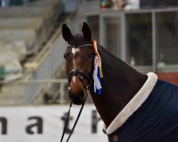 dressage horse Billionaire EB (Hanoverian, 2017, from Buckingham)