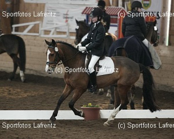 horse Eiluns Ole (German Riding Pony, 1994, from Orlean N AA)