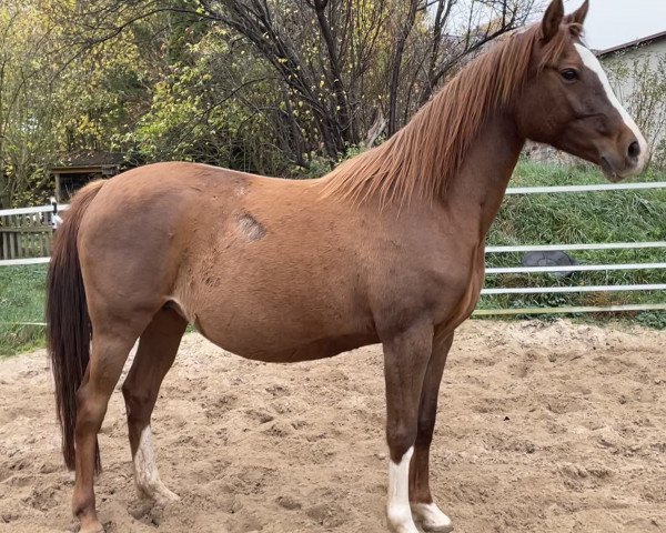 broodmare Tiny Chili Pepper H (German Riding Pony, 2014, from Classic Dancer III)