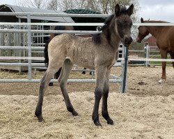 dressage horse Annike (German Riding Pony, 2022, from Golden Grey NRW)