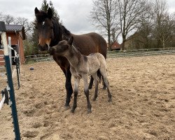 Zuchtstute Annemieke (Deutsches Reitpony, 2017, von A kind of Magic 5)