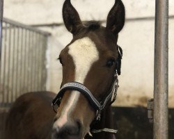 jumper Cornetto Life (Oldenburg show jumper, 2022, from Contrast 9)