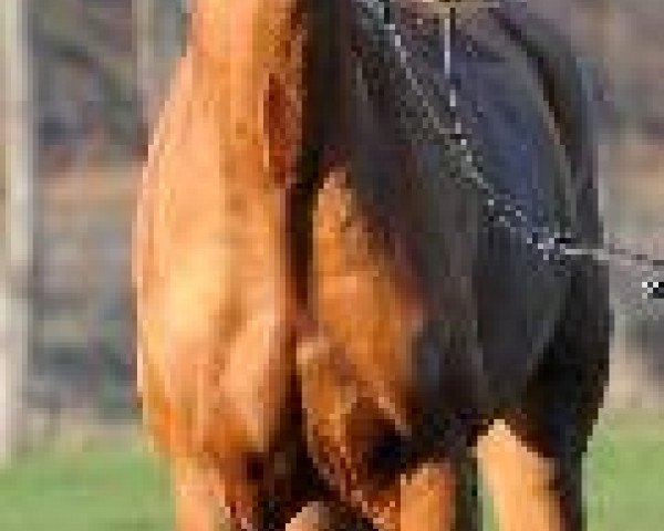 dressage horse Ragazza di Sol 2 (Hanoverian, 2003, from Rubin Royal OLD)