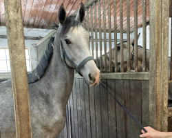 Pferd Loriol I (Holsteiner, 2020, von Livello)