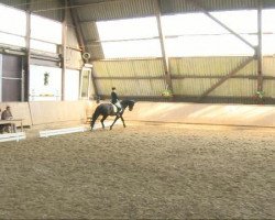 dressage horse Wendelin 214 (Hanoverian, 1996, from Weltmeyer)