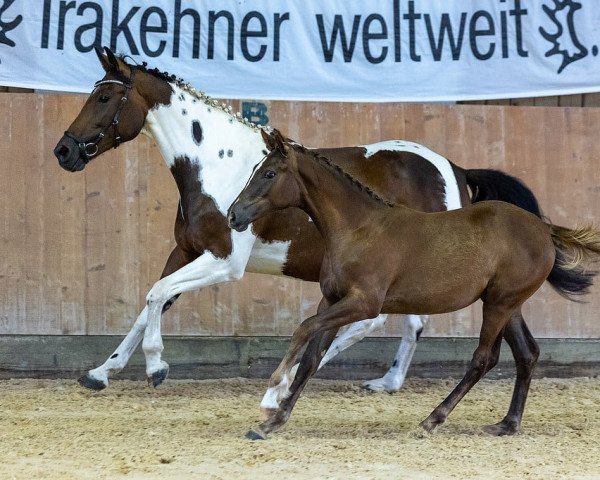 broodmare Lady Couleur (Trakehner, 2011, from Gluosnis xx)