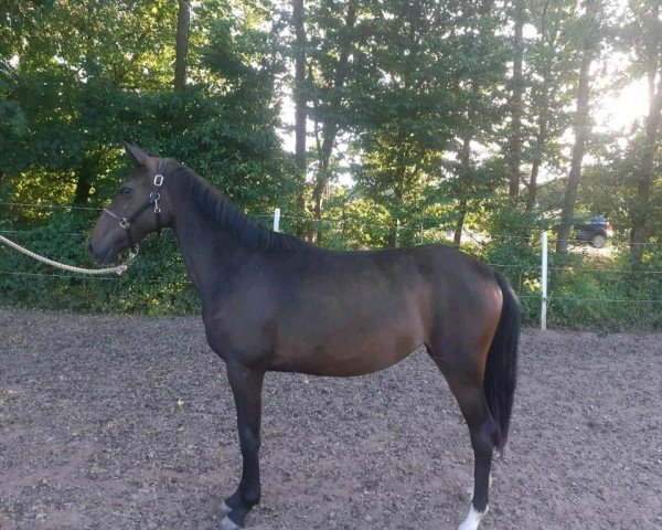 Zuchtstute Rub Mia (Pinto/Pony, 2020, von Rub Campino)