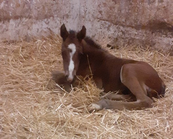 jumper Rub Lorette (German Warmblood, 2021, from Taycan B)