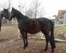 broodmare Butterfly (German Warmblood, 2003, from Chromico)