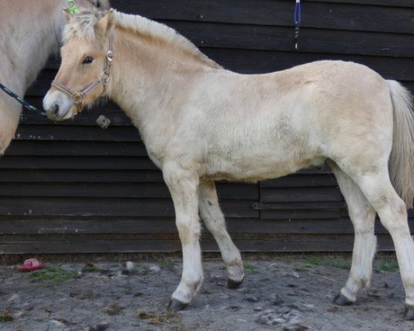 horse Stüv's Carino (Fjord Horse, 2022, from Catago)