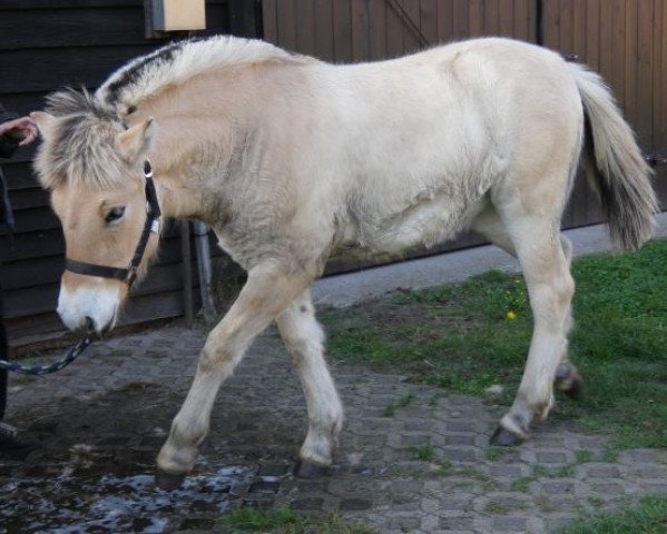 Pferd Stüv's Halina (Fjordpferd, 2022, von Catago)