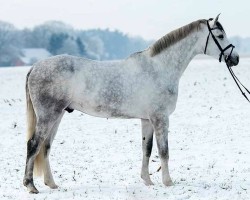 Springpferd Cnaller VEC (Holsteiner, 2013, von Corrado I)