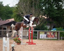 Springpferd RUB Sirius Fly (Deutsches Reitpferd, 2016, von Nebrasco)