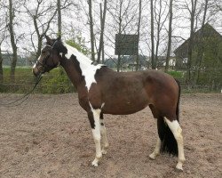 broodmare Rub Lady Campina (Pinto / Pony, 2017, from Rub Campino)