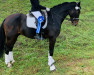 dressage horse Chennen (Zweibrücken, 2006, from Cola 10)