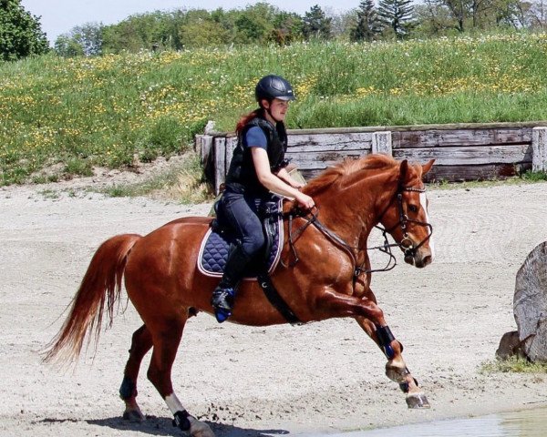 broodmare Samantha VI CH (Freiberger, 2010, from Nagano II CH)