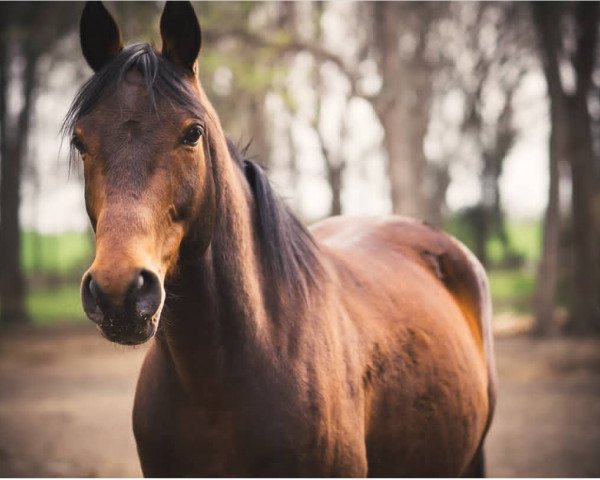 Pferd Grand D'amour (Anglo-Araber, 2009)