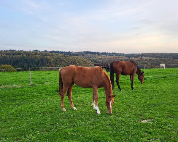 dressage horse Spontan verliebt (Westphalian, 2021, from Sir Heinrich OLD)