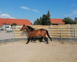 Springpferd Freya (Deutsches Sportpferd, 2016, von Cheetano)