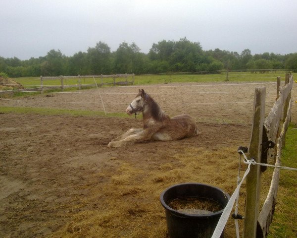 Pferd Lukas (Tinker / Irish Cob / Gypsy Vanner, 2010, von A Son of Bullseye)